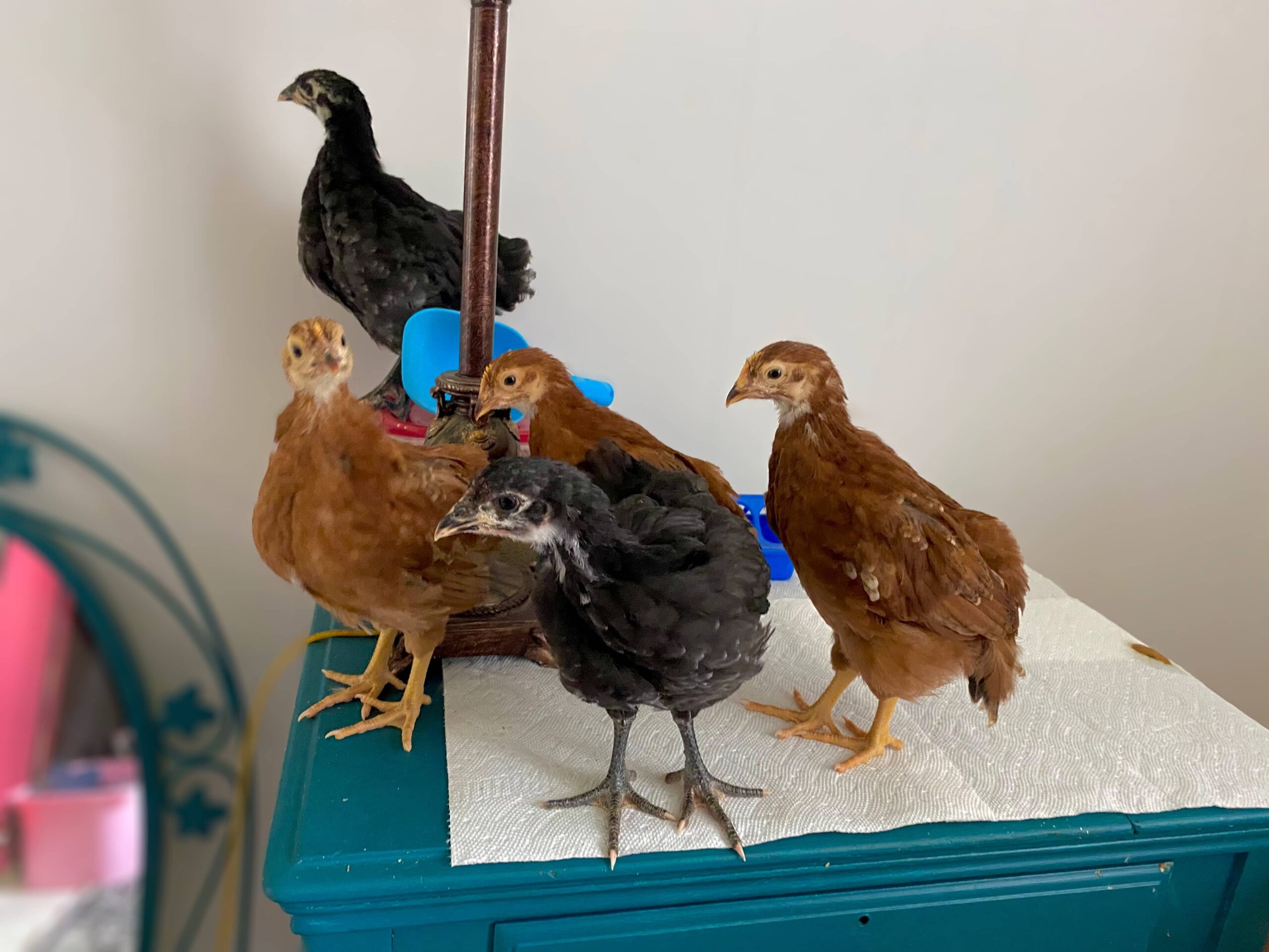 Our journey as first time chicken keepers part 1