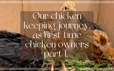Our Chicken Keeping Journey, as First Time Chicken Owners Part 1. “The Beginning”